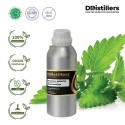 Patchouli Sumatra / Nilam Sumatra Essential Oil Pure 100% | Pogostemon Cablin