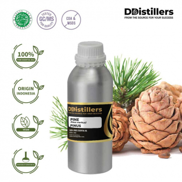 Pine / Pinus Essential Oil Pure 100% | Pinus Merkusii 