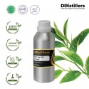Green Tea SCFE / Teh Hijau Essential Oil Pure 100% | Camellia Sinensis