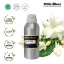 Jasmine / Melati Absolute Oil Pure 100% | Jasminum Sambac