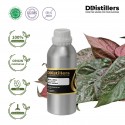 Betel Red / Sirih Merah Essential Oil Pure 100% | Piper Ornatum / Sirih Merah