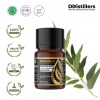 10ML GS 