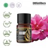 10ML GS 