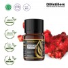 10ML GS 