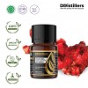 10ML GS 
