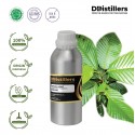 Gurjun Light / Keruing Essential Oil Pure 100% | Dipterocarpus turbinatus