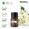 2ML GS 