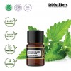 2ML GS 
